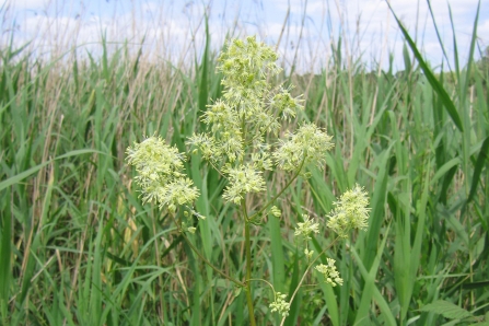 Meadow rue (c) Tim Hill