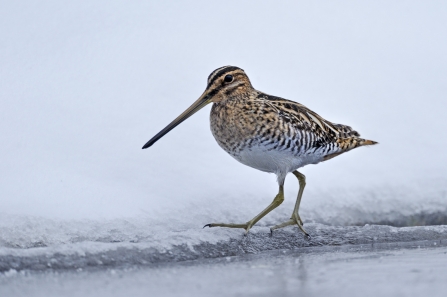 Snipe (c) Andy Rouse/2020VISION