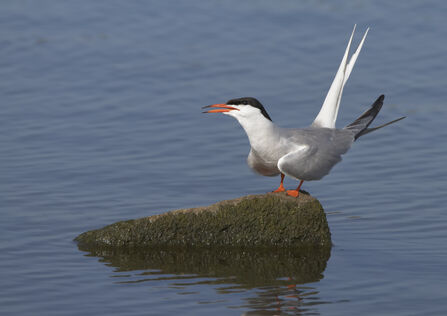 Common tern