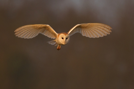 Barn owl at dusk