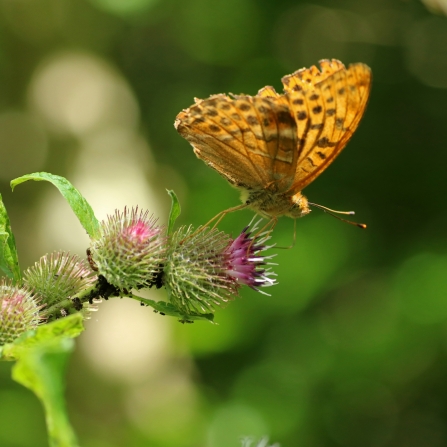 Silver-washed fritillary