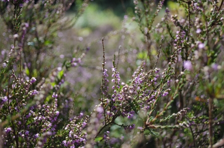 Heather in bloom