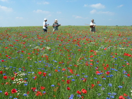 Surveyors and recorders in wildflower meadow