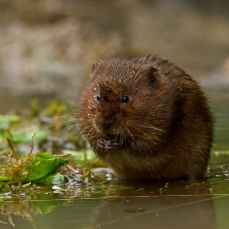 Water vole