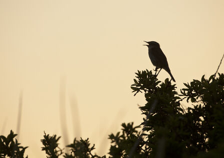 A bird at dawn