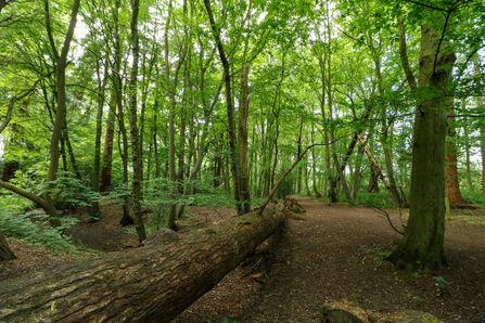 Gobions Wood (c) Josh Kubale