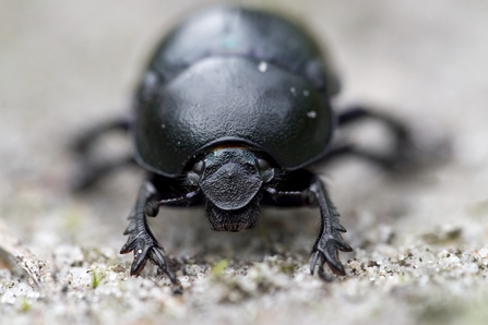 Dung beetle