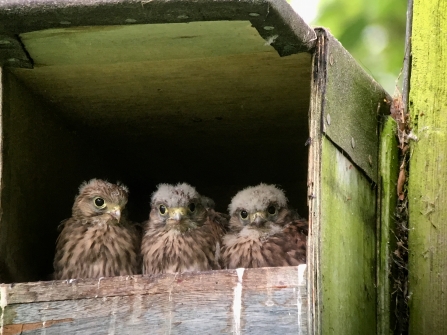 Kestrel chicks in nest box