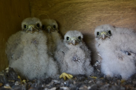 Kestrel chicks in nest box