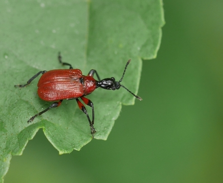 Hazel leaf-rolling weevil beetle