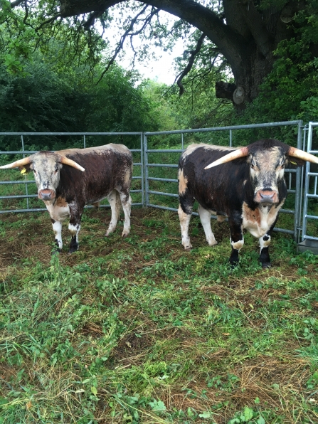 Longhorn cattle at Panshanger Park