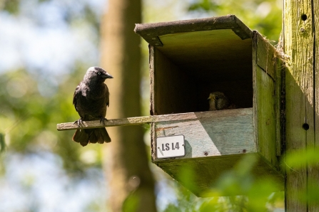 Jackdaw on kestrel's nestbox Lemsford Springs