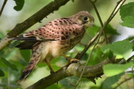 Juvenile kestrel in tree at Lemsford Springs