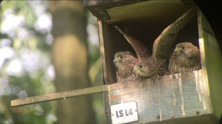 Kestrel chicks getting ready to fledge