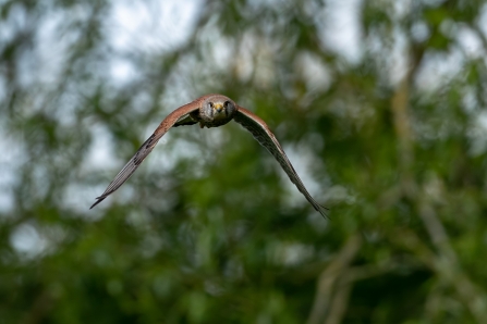 Kestrel male flying at Lemsford Springs
