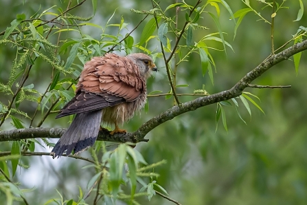 Male kestrel in tree fluffed up