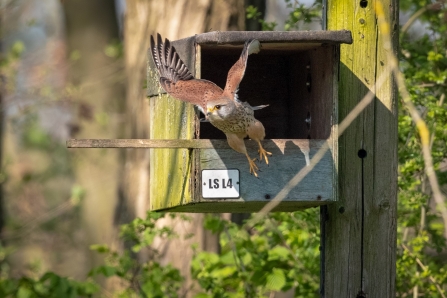 Male kestrel leaving nest box at Lemsford Springs