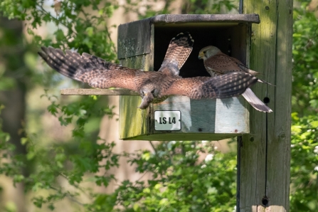 Kestrel flying away from nest box with vole at Lemsford Springs