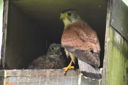 Kestrel with chick on nest box at Lemsford Springs