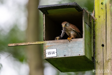 Male kestrel with vole at Lemsford Springs