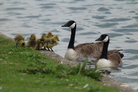 Canada geese with ducklings
