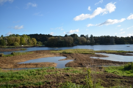 Newly created wader island at Amwell Nature Reserve