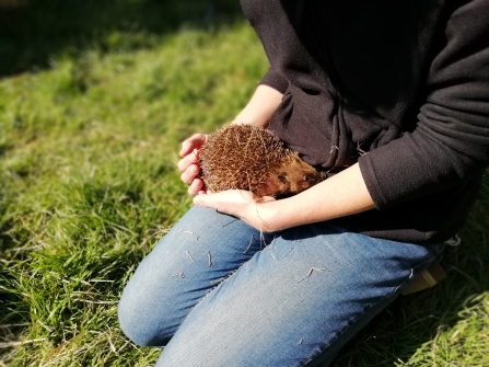 Hedgehog in lap