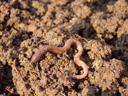 Earthworm