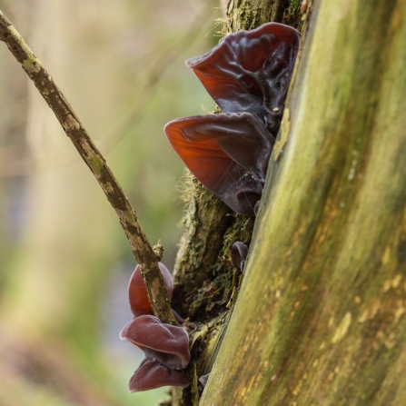 Jelly ear fungus