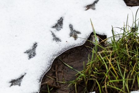 Animal tracks in the snow