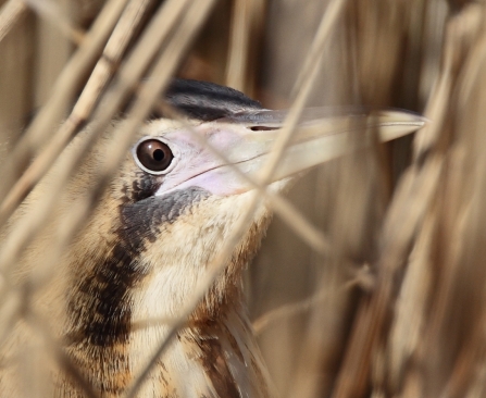 Bittern close up at Amwell