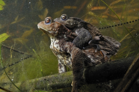 Two toads mating underwater in a pond