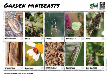 Garden minibeasts spotter sheet