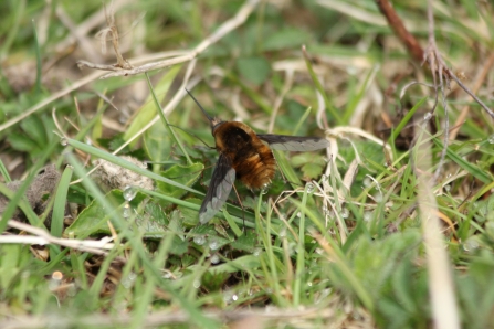 Bee fly