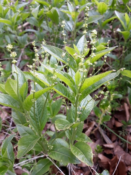 Dog's mercury