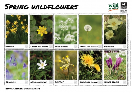 Spottersheet Spring wildflowers