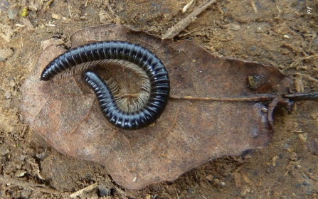 Millipede