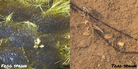 Frog and toad spawn