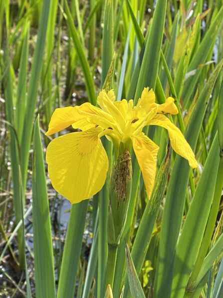 yellow iris