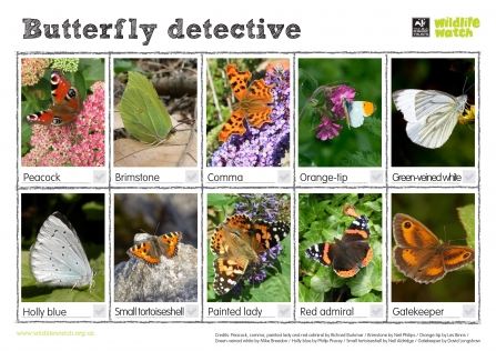 Spotter sheet butterfly detective