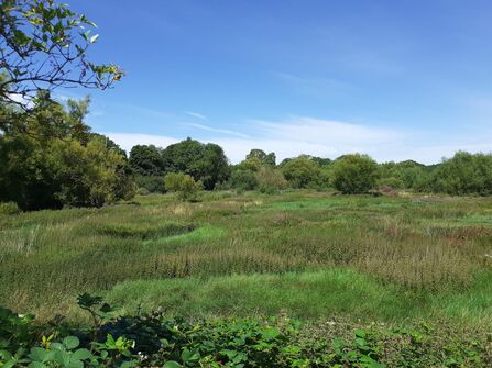 Beane Marshes Nature Reserve