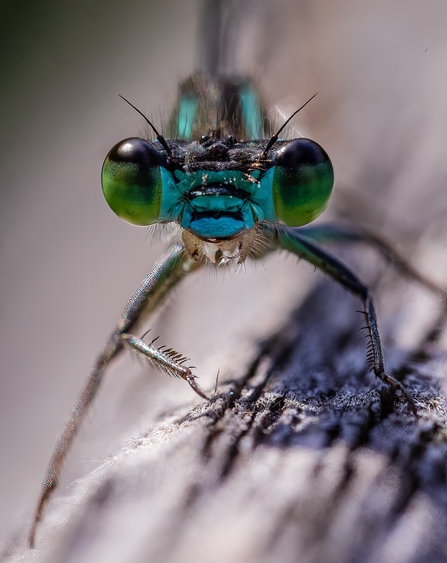 Damselfly close-up Wild Snaps winner 2020