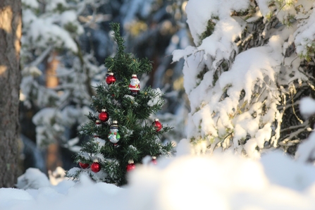 Christmas tree in forest