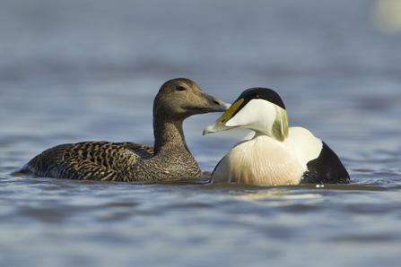 Eider duck pair