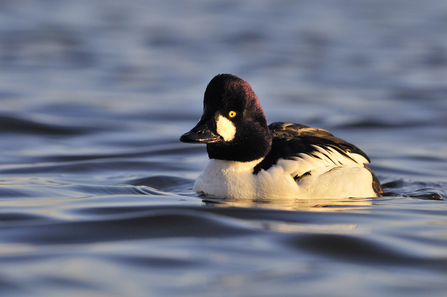 Male goldeneye duck