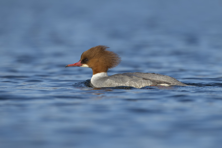 Female goosander