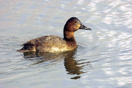 Porchard female