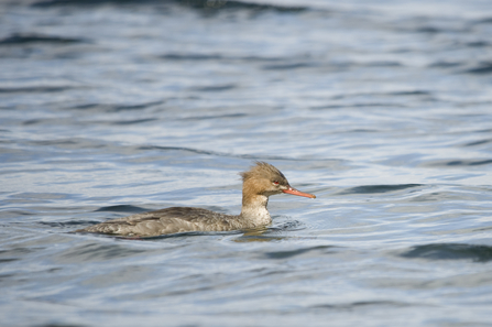 Female red-breasted merganser