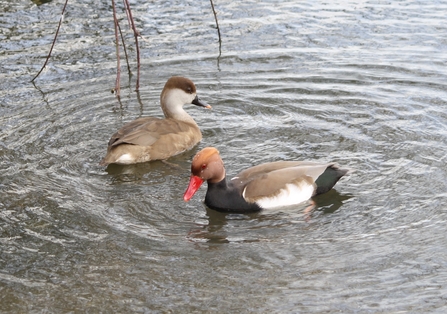 Red-crested pochard pair