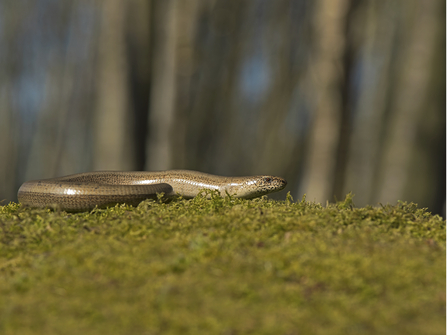 Slow worm